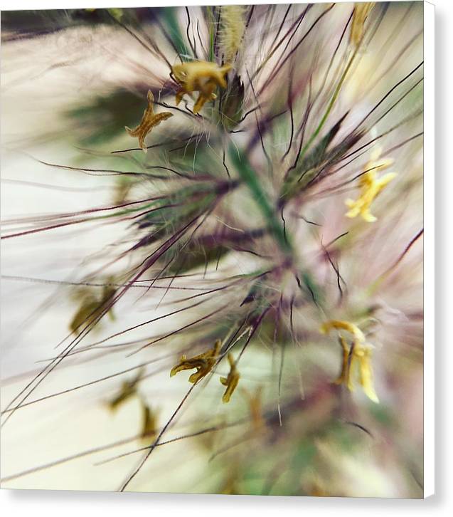 Foxtail - Canvas Print