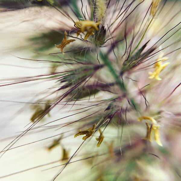 Foxtail - Unframed Art Print