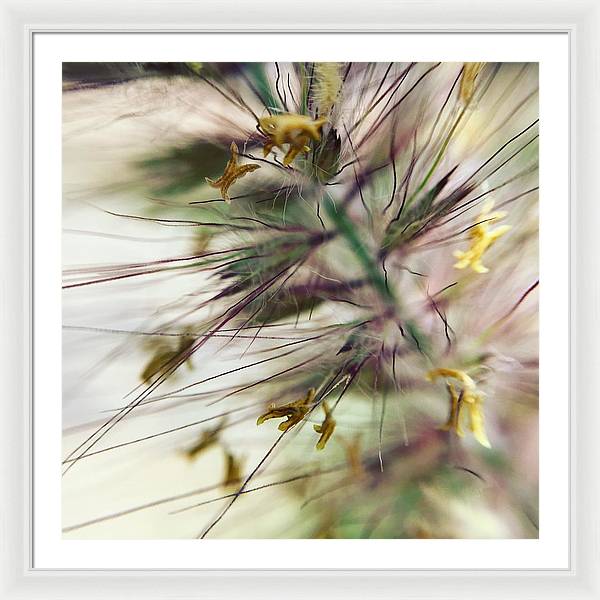 Foxtail - Framed Print