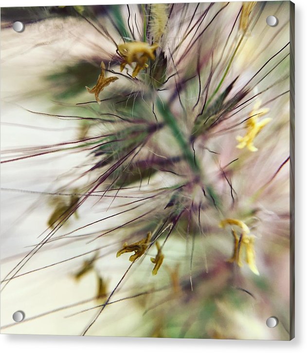 Foxtail - Acrylic Print