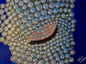 Pearls- The Cosmic Blue Collection
