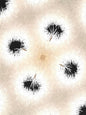 Dandelion Glaze - Puzzle
