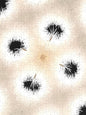 Dandelion Glaze - Puzzle