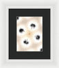 Dandelion Glaze - Framed Print