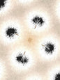 Dandelion Glaze - Puzzle