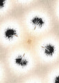 Dandelion Glaze - Puzzle