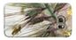 Foxtail - Phone Case