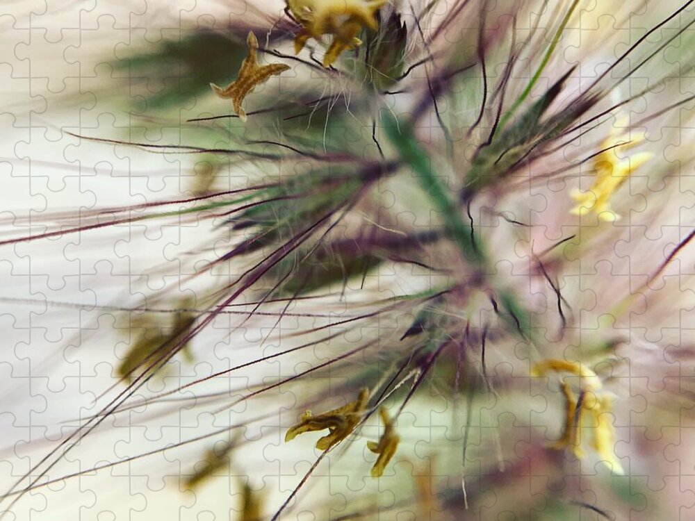 Foxtail - Puzzle