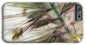 Foxtail - Phone Case