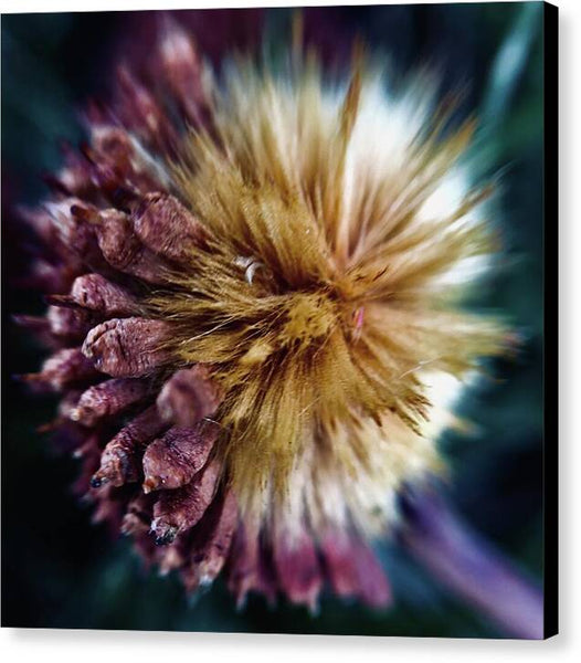 Seed Pod - Canvas Print