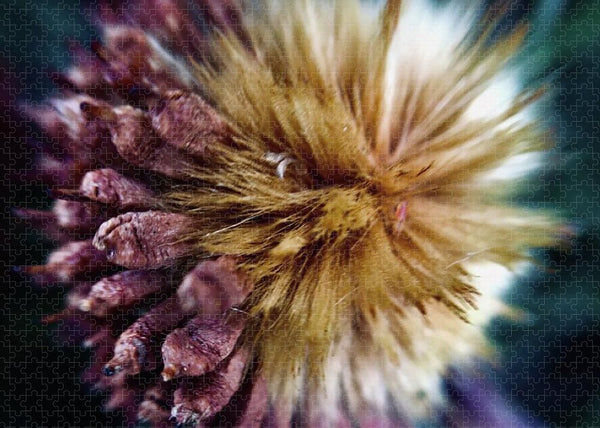 Seed Pod - Puzzle
