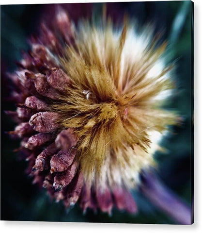 Seed Pod - Acrylic Print