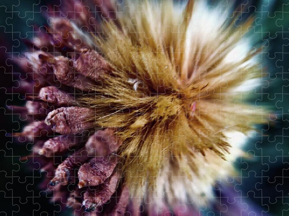 Seed Pod - Puzzle