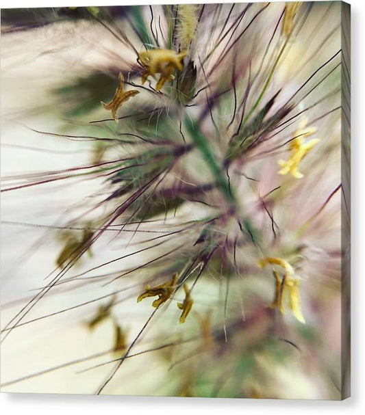 Foxtail - Canvas Print