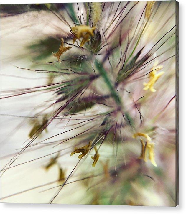 Foxtail - Acrylic Print