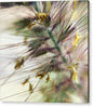Foxtail - Acrylic Print