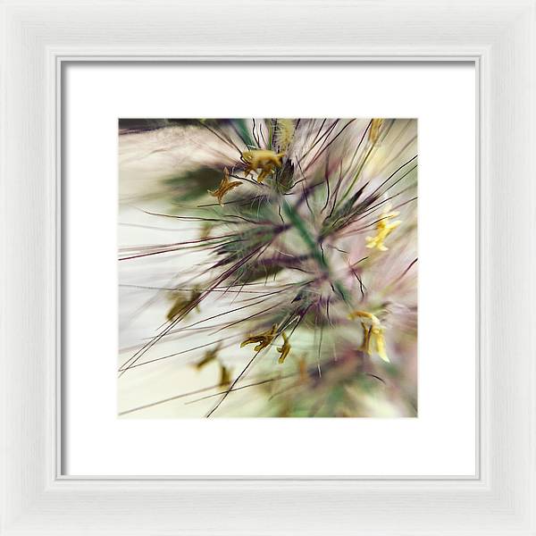 Foxtail - Framed Print