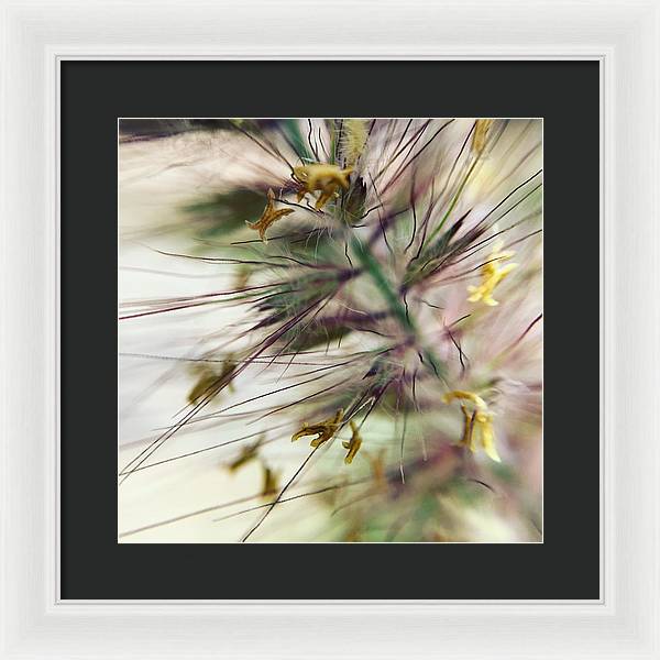 Foxtail - Framed Print