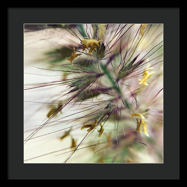 Foxtail - Framed Print