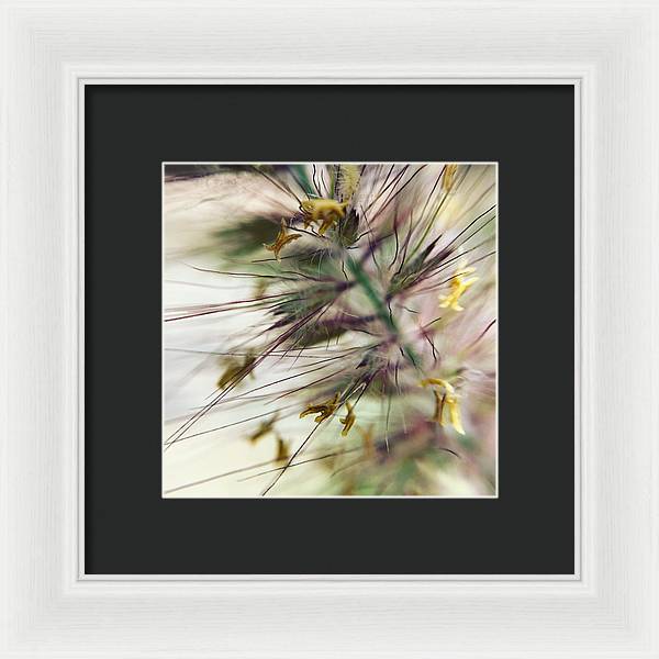 Foxtail - Framed Print