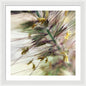Foxtail - Framed Print