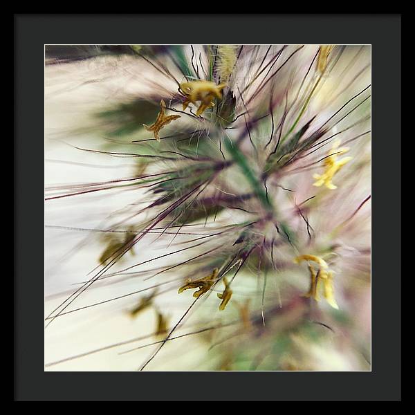 Foxtail - Framed Print
