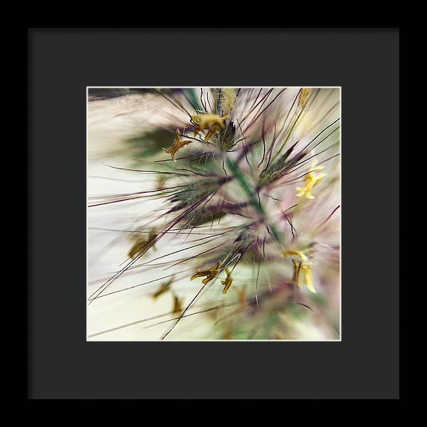 Foxtail - Framed Print