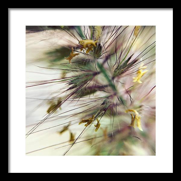 Foxtail - Framed Print