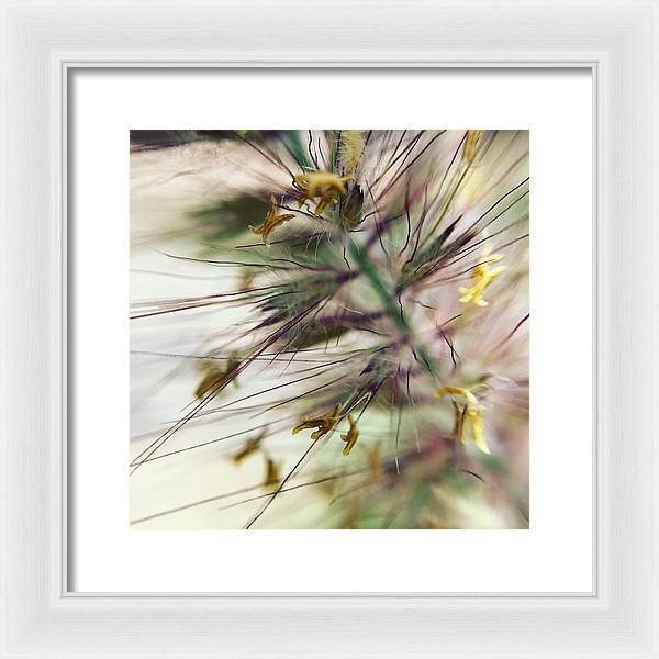 Foxtail - Framed Print