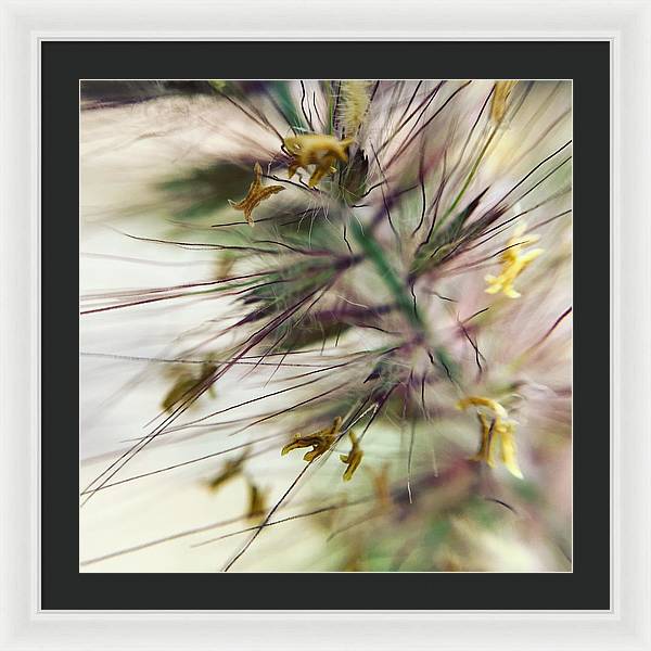 Foxtail - Framed Print