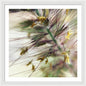 Foxtail - Framed Print
