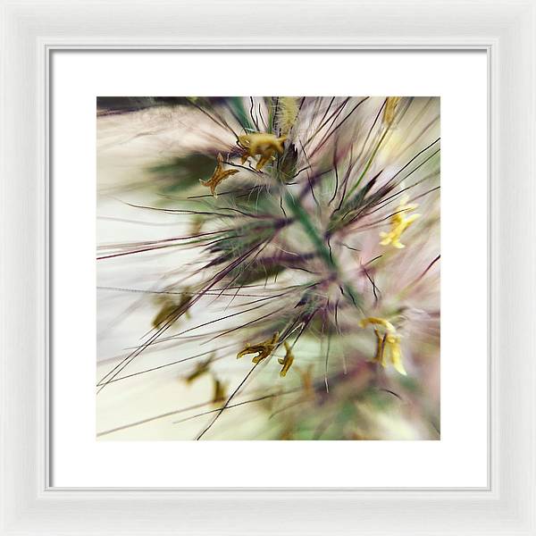 Foxtail - Framed Print