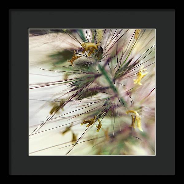Foxtail - Framed Print