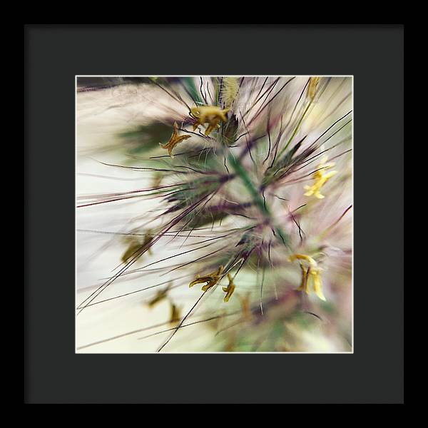 Foxtail - Framed Print