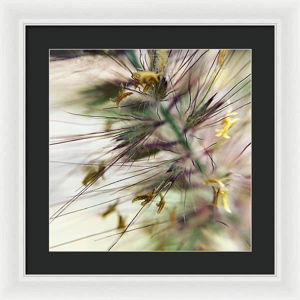 Foxtail - Framed Print