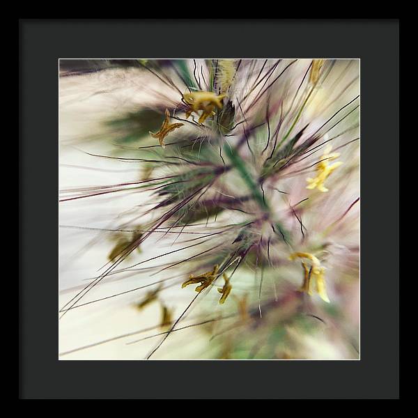 Foxtail - Framed Print