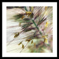 Foxtail - Framed Print
