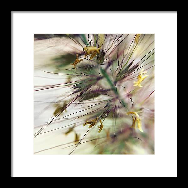 Foxtail - Framed Print