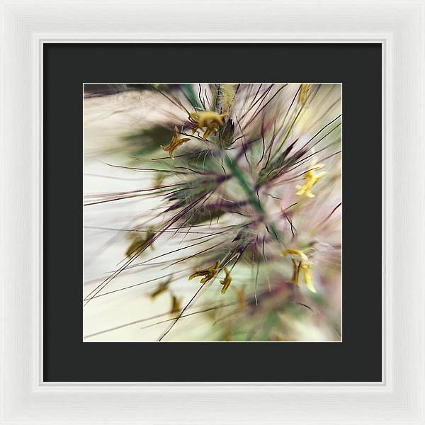 Foxtail - Framed Print