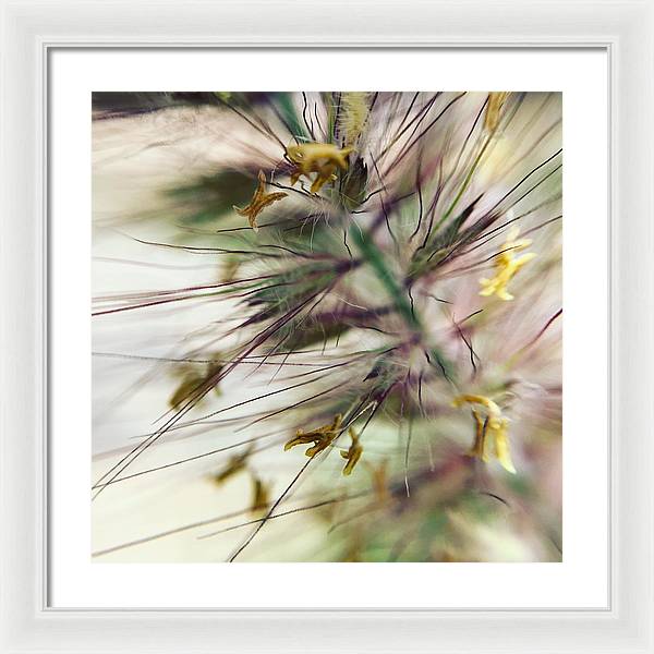 Foxtail - Framed Print