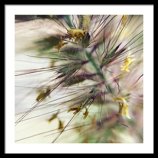 Foxtail - Framed Print