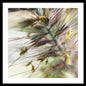 Foxtail - Framed Print