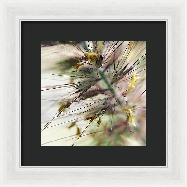 Foxtail - Framed Print