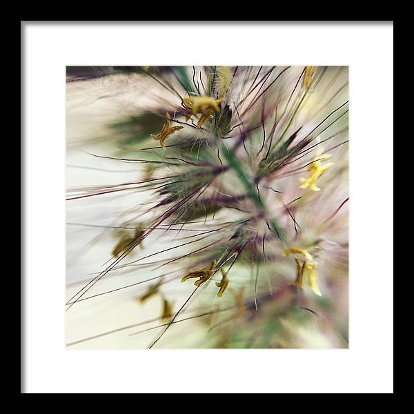 Foxtail - Framed Print
