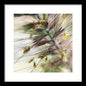 Foxtail - Framed Print