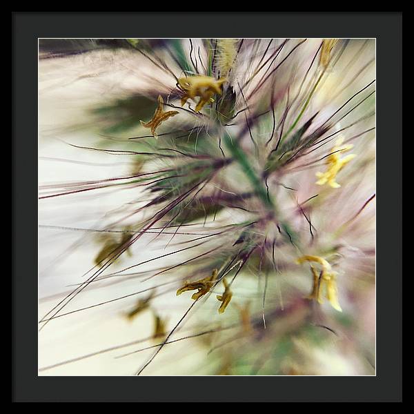 Foxtail - Framed Print