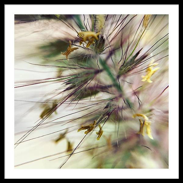 Foxtail - Framed Print