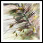 Foxtail - Framed Print