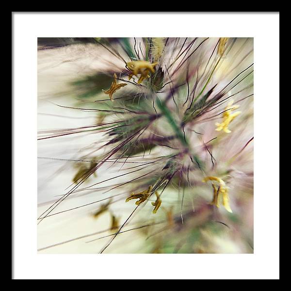 Foxtail - Framed Print