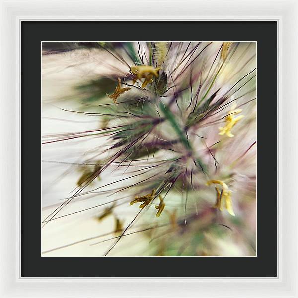 Foxtail - Framed Print